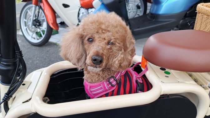 ペットとバイクでお出かけ(^_-)-☆